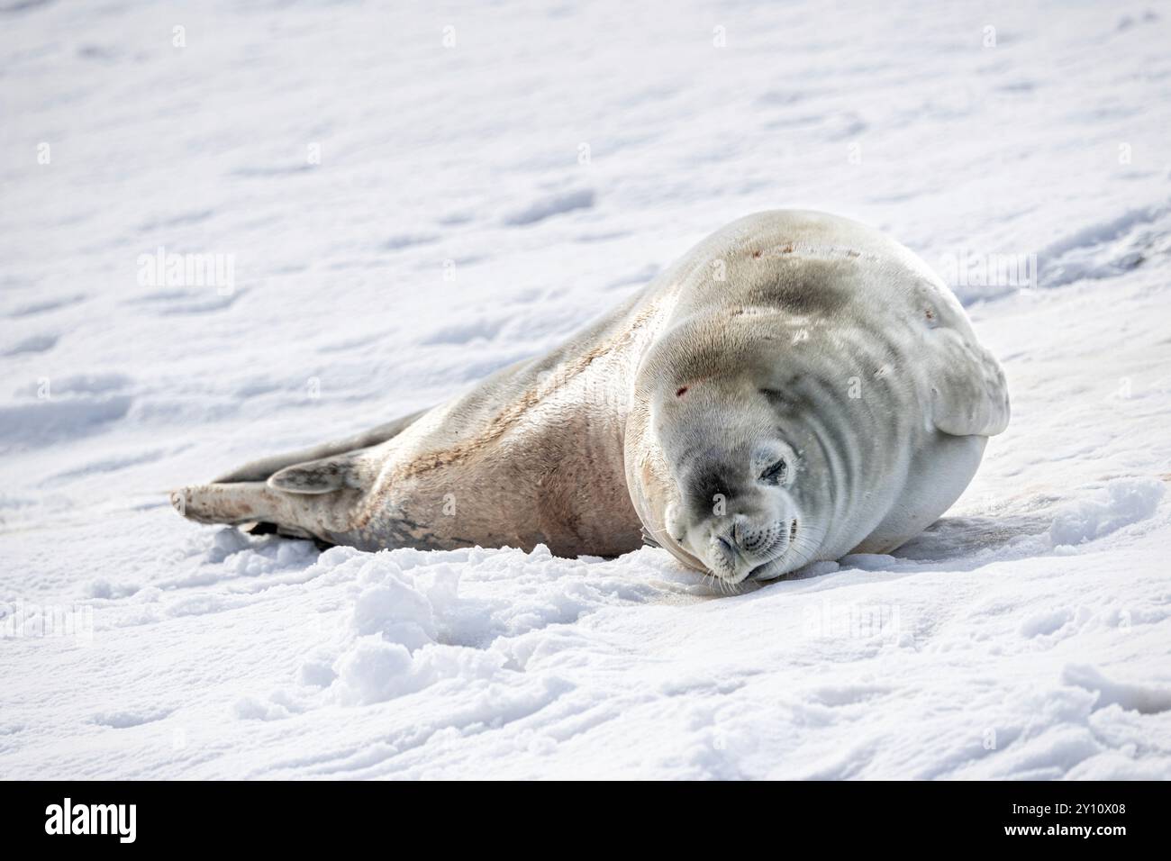 Weddell seal, Booth Island, Antarctica. Stock Photo