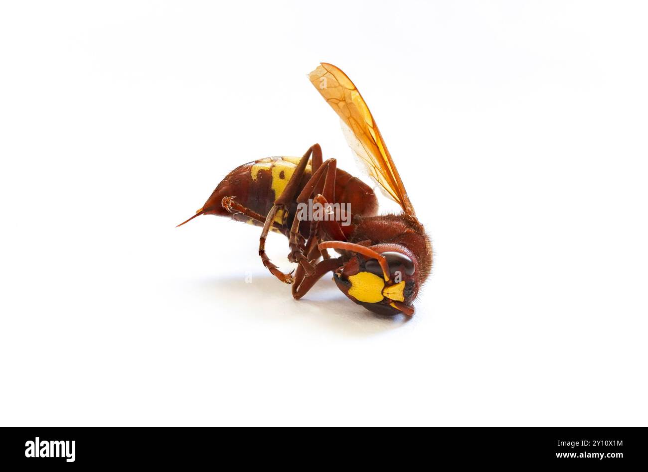 Oriental hornet, oriental wasp,Vespa orientalis, dead. Macro of dead Hornet on white background. Stock Photo