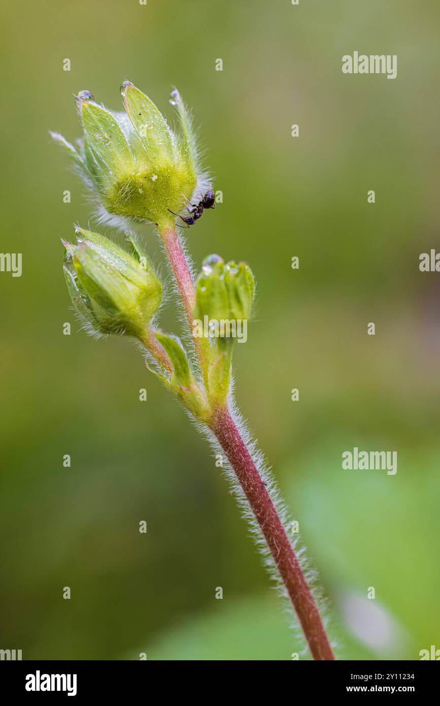 Wild strawberry insect hi-res stock photography and images - Alamy