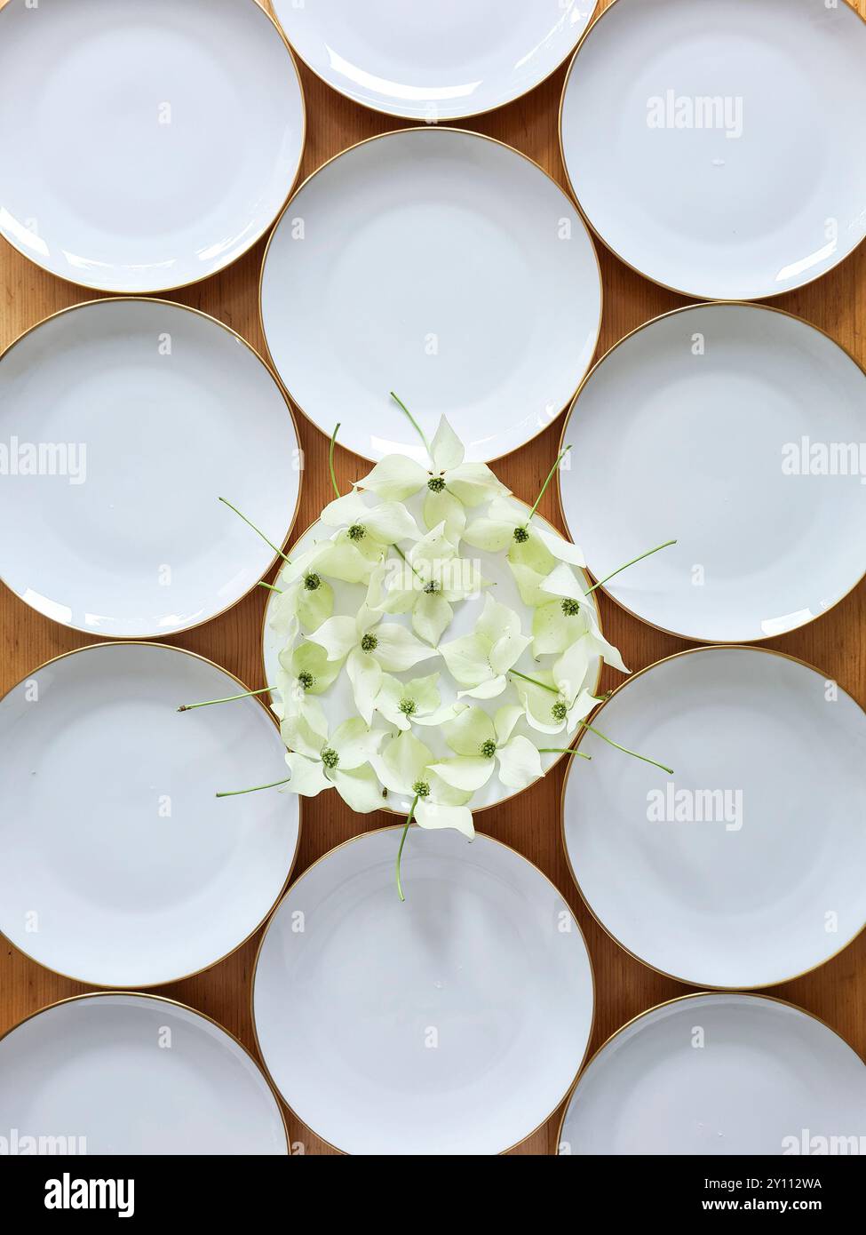 White dogwood flowers with stems lie decoratively on a white plate, the other plates are empty Stock Photo