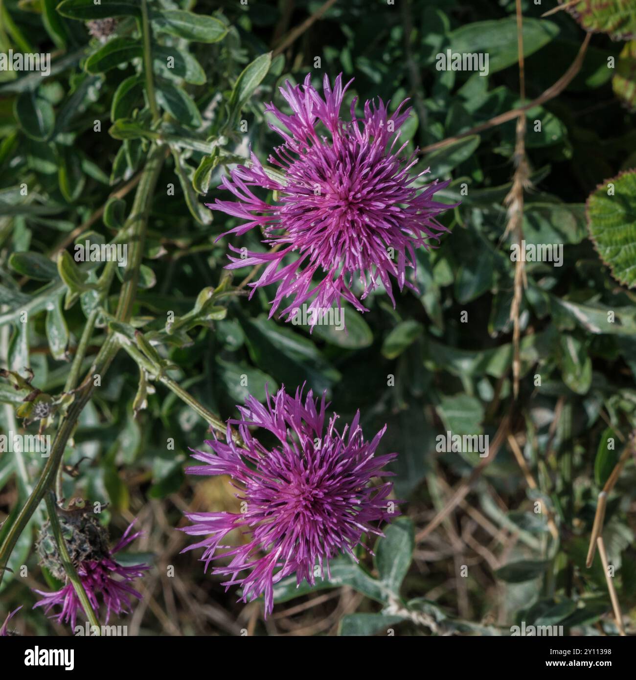 Greater centaury hi-res stock photography and images - Alamy