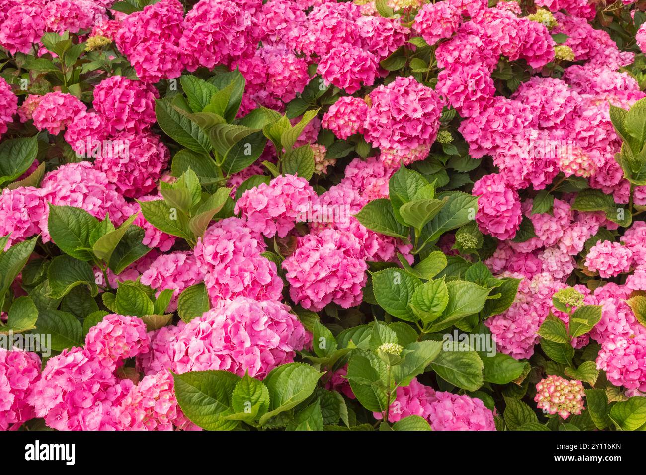 Full bloom hi-res stock photography and images - Alamy