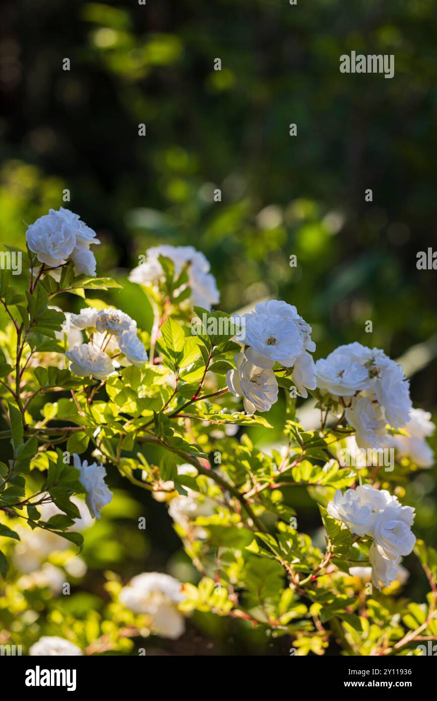 Bedding rose hi-res stock photography and images - Alamy, image size:867x1390