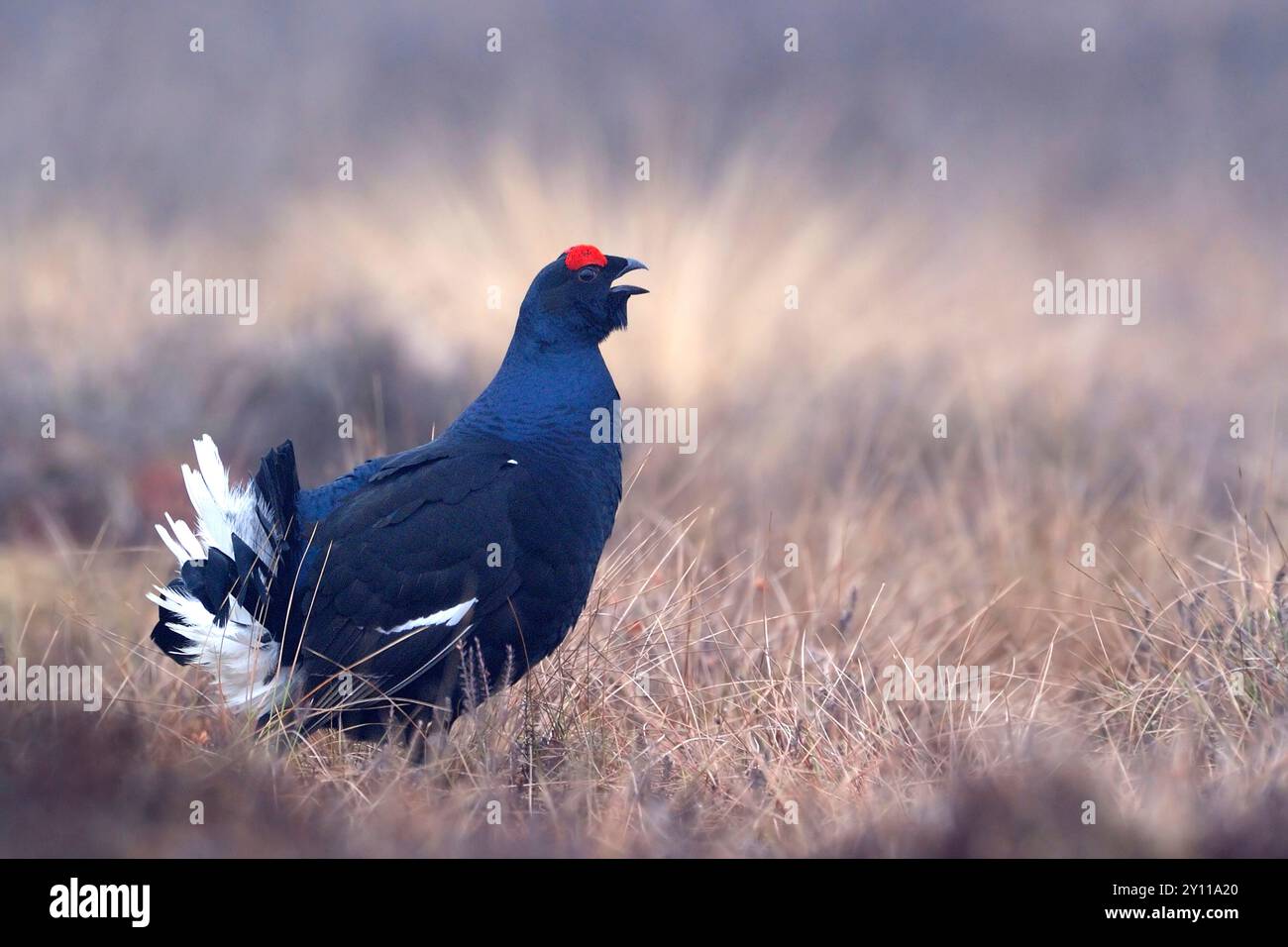 Black grouse before sunrise on the mating ground, Sweden, Stock Photo