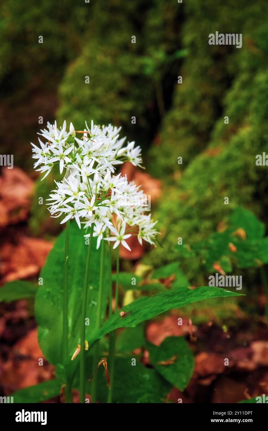 Plant, forest, wild garlic, flower, garlic, Düna, Harz, Lower Saxony, Germany, Europe Stock Photo