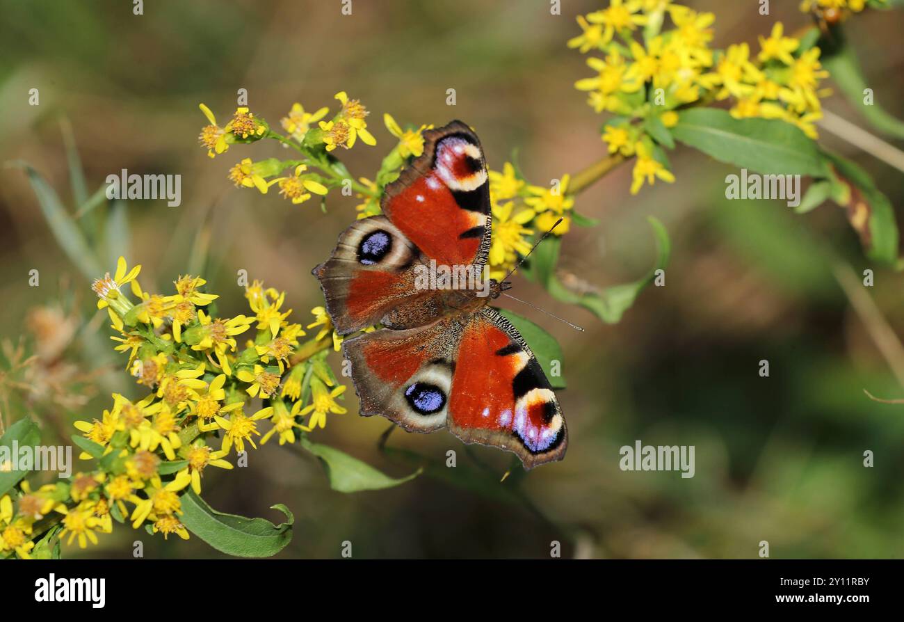 I°o c hires stock photography and images Alamy