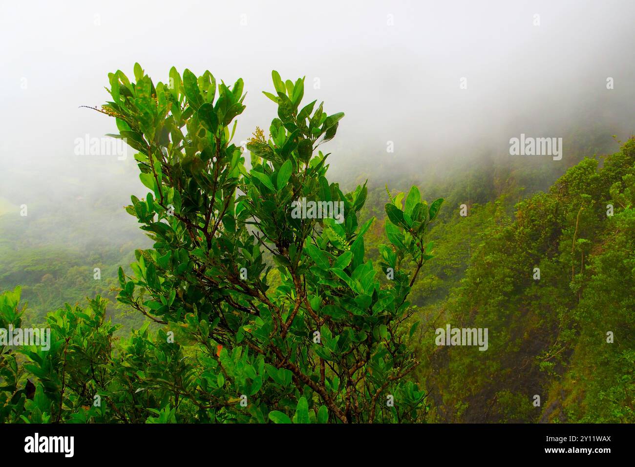 Oahu rainforest hi-res stock photography and images - Alamy