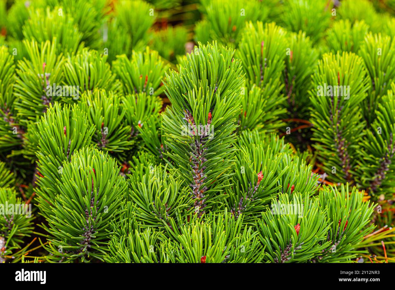 Mugo pine small tree hi-res stock photography and images - Alamy