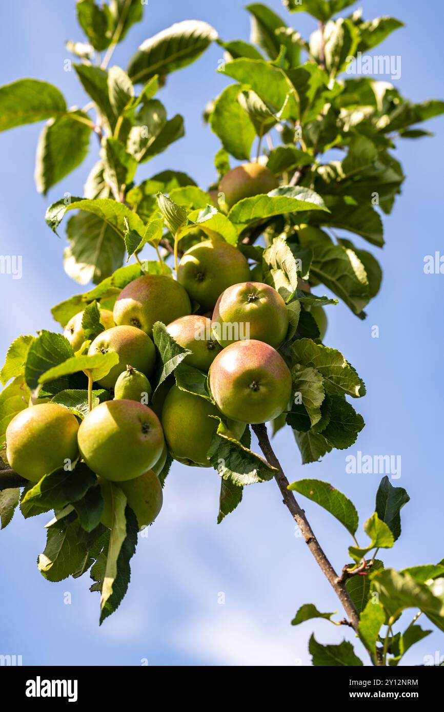 Apple tree. Red apple orchard. Apple garden. Branch of ripe red apples on a tree in a garden. Autumn Harvest. Stock Photo