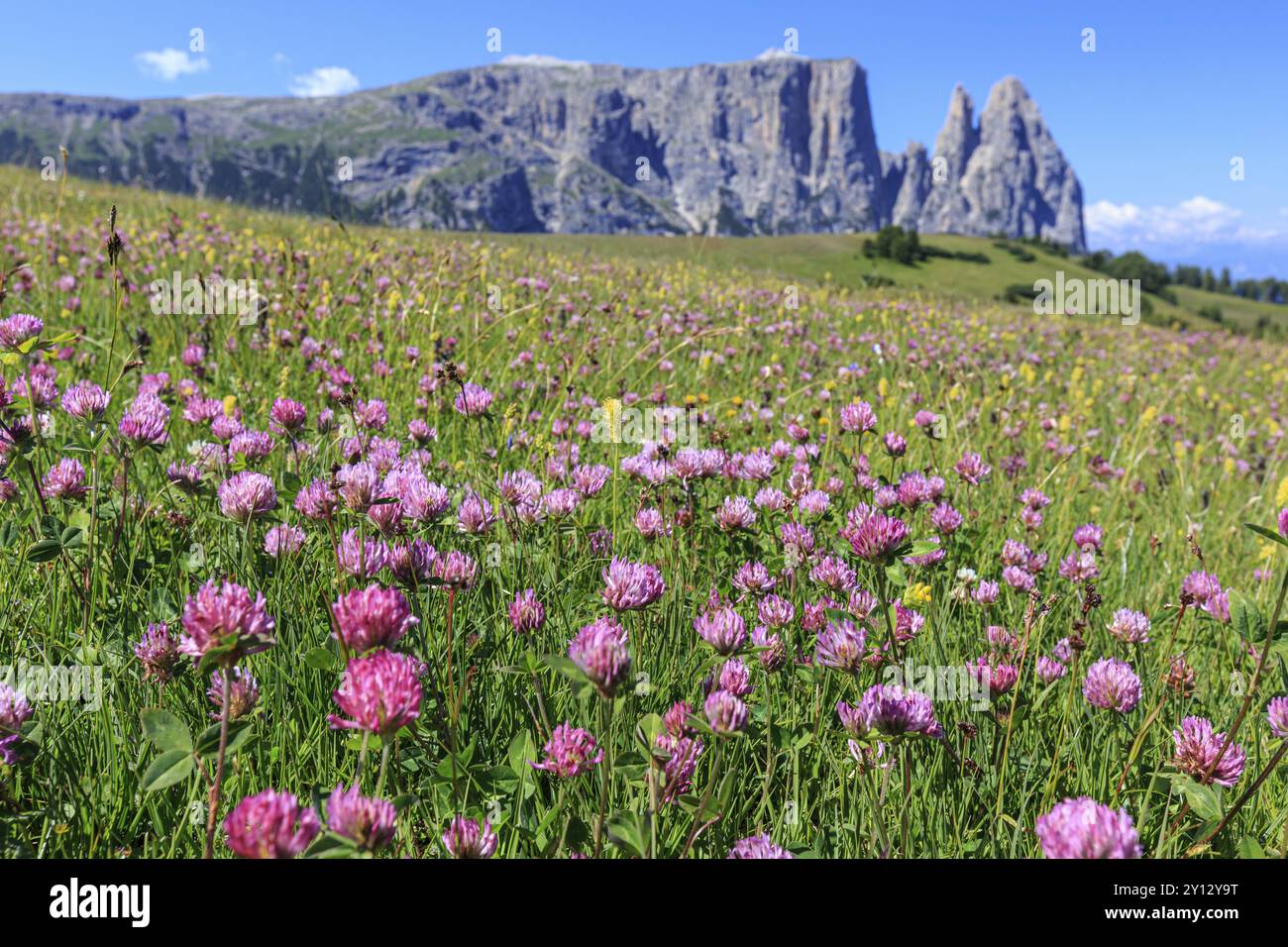Alpine meadow with flowers in front of mountains in the sun, summer ...
