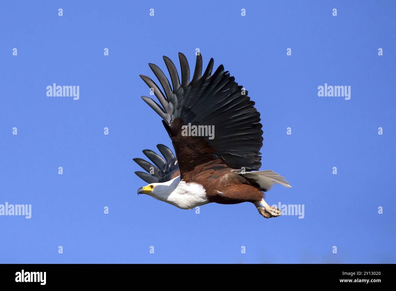 Lesser spotted eagle, Haliaeetus vocifer, Africa, Botswana, flight photo, Okovango Delta, Africa Stock Photo