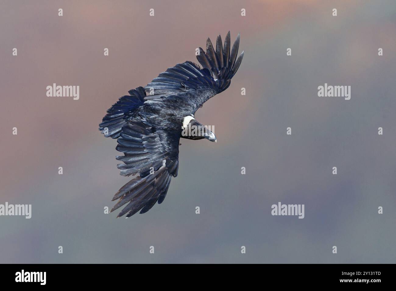 Vulture, African White-necked Raven, White-necked Raven, (Corvus albicollis), Cuervo Cuelliblanco, songbird species, corvids, aerial photograph, Giant Stock Photo