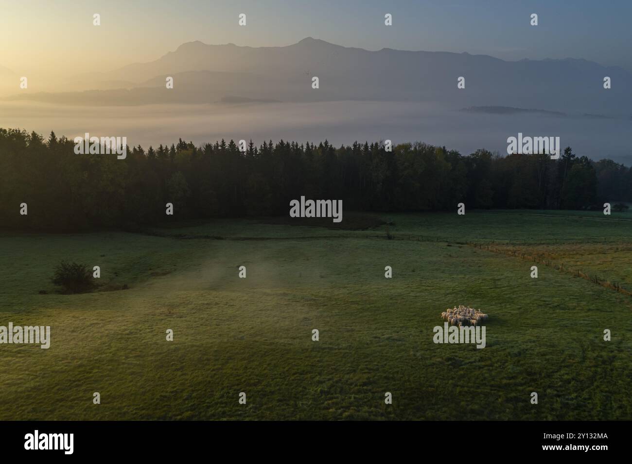 Aerial top down shot flock hi-res stock photography and images - Alamy
