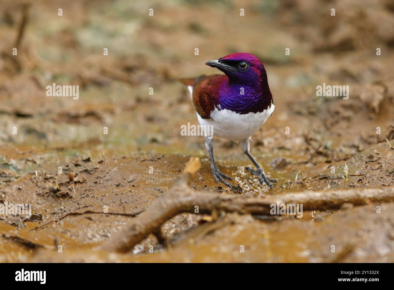 Violet backed Starling Cinnyricinclus Leucogaster Mkuze Game Reserve violet-backed-starling-cinnyricinclus-leucogaster-mkuze-game-reserve