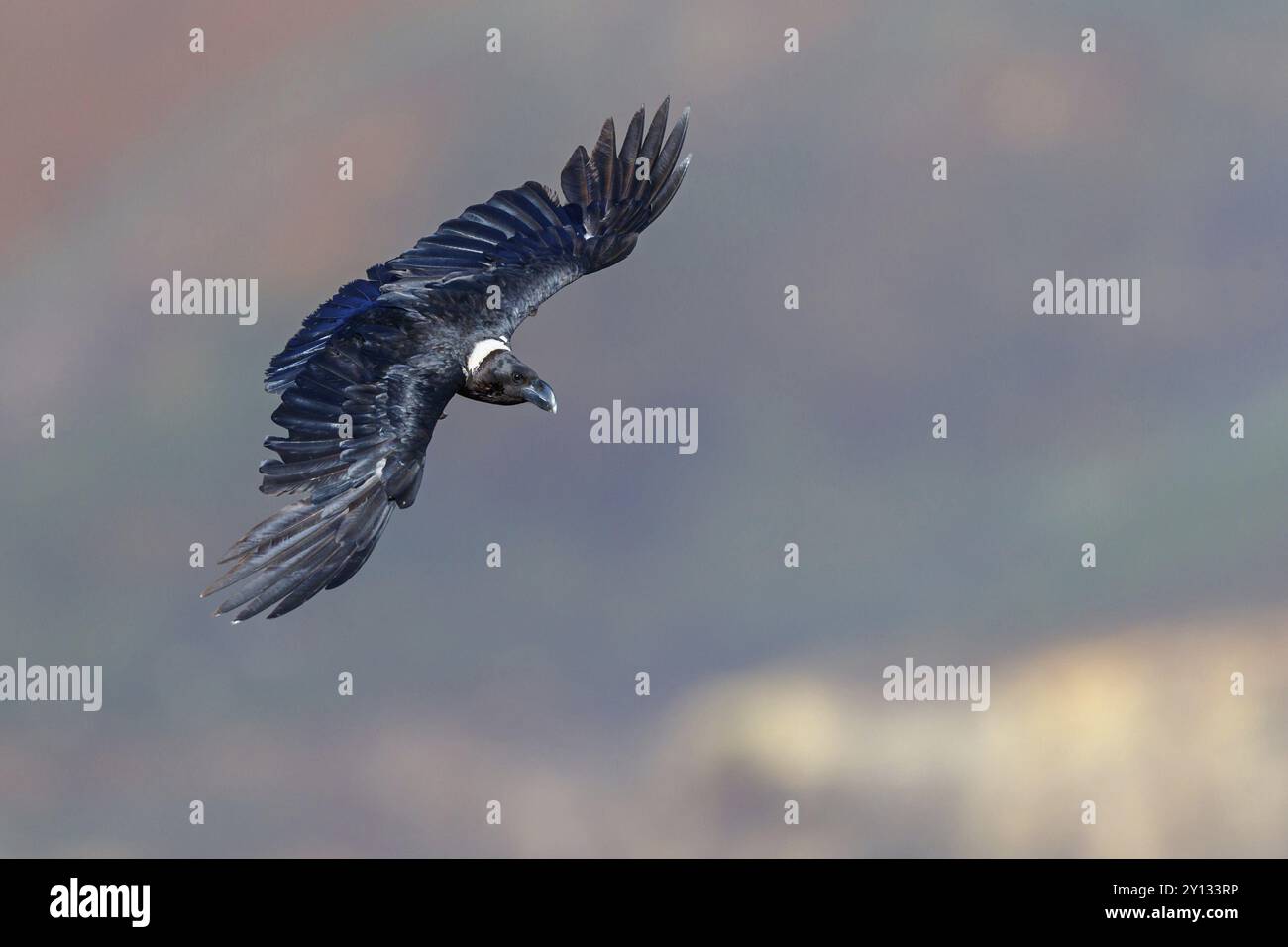 Vulture, African White-necked Raven, White-necked Raven, (Corvus albicollis), Cuervo Cuelliblanco, songbird species, corvids, aerial photograph, Giant Stock Photo