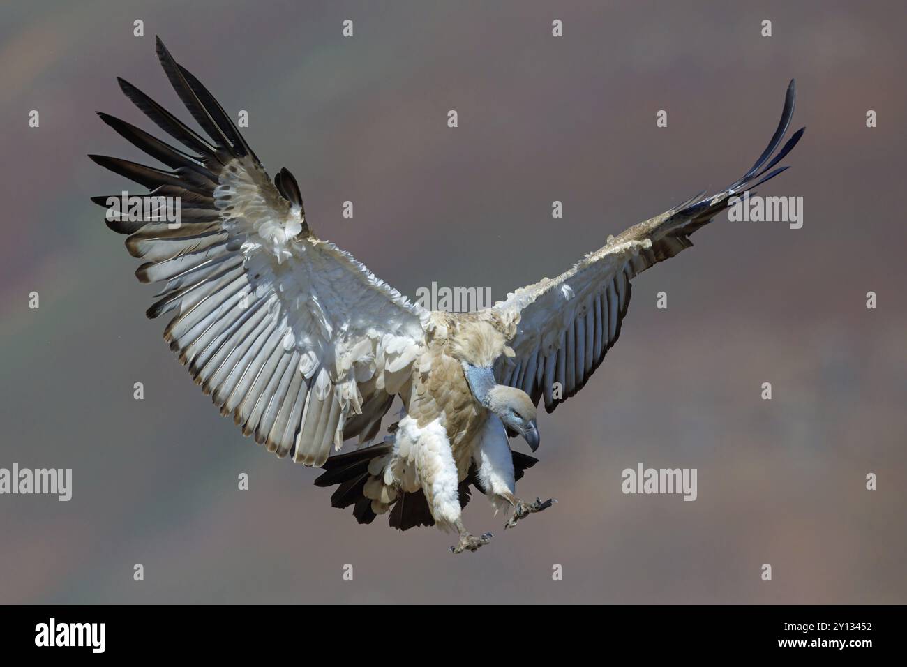 Cape Vulture, also cape griffon (Gyps coprotheres), flight photo, Giant's Castle Hide, KwaZulu-Natal, South Africa, Africa Stock Photo