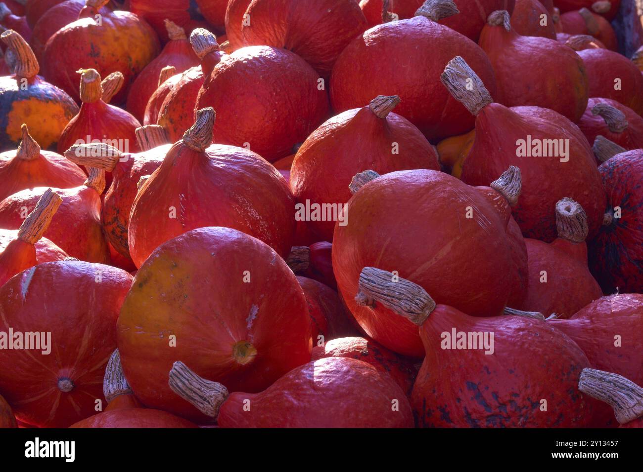 Several orange Hokkaido pumpkins in a pile against the light during the harvest season, Germany, Europe Stock Photo