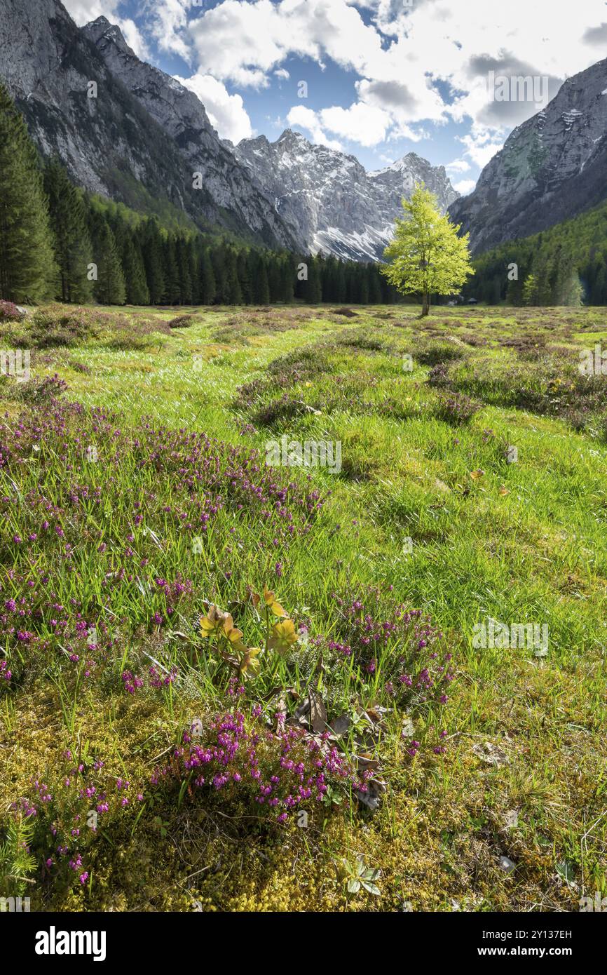 Spring in Krma valley at the Julian Alps with wild flowers blooming ...