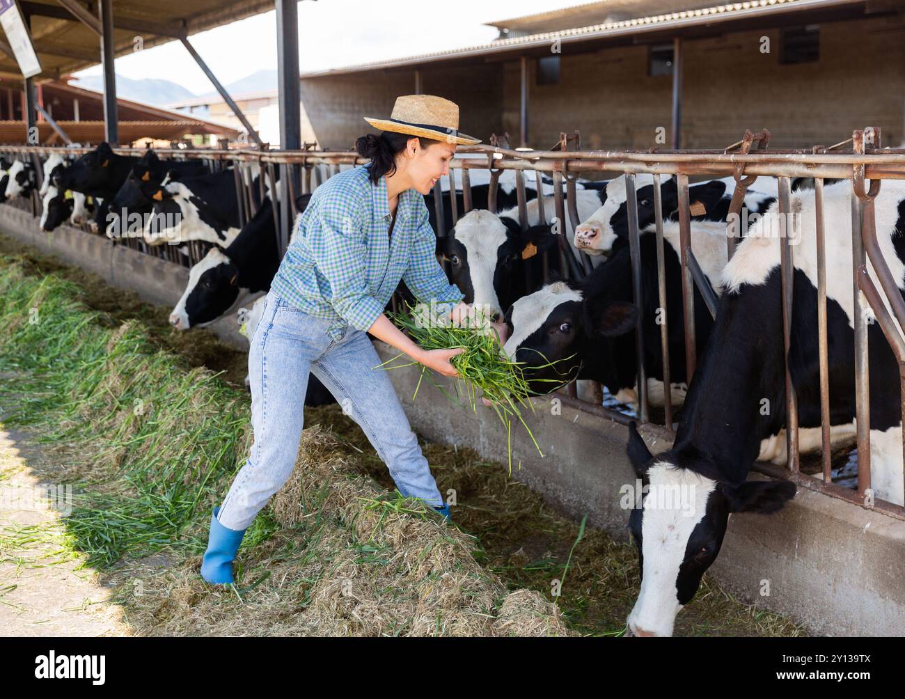 Asian woman farmer feeding cows with fresh grass Stock Photo - Alamy