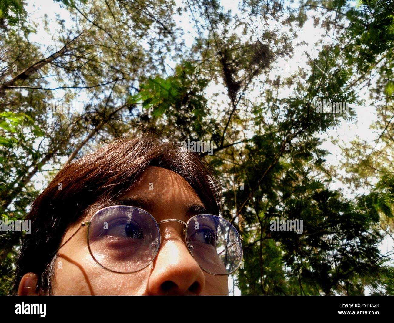 View inside of a pine forest Stock Photo
