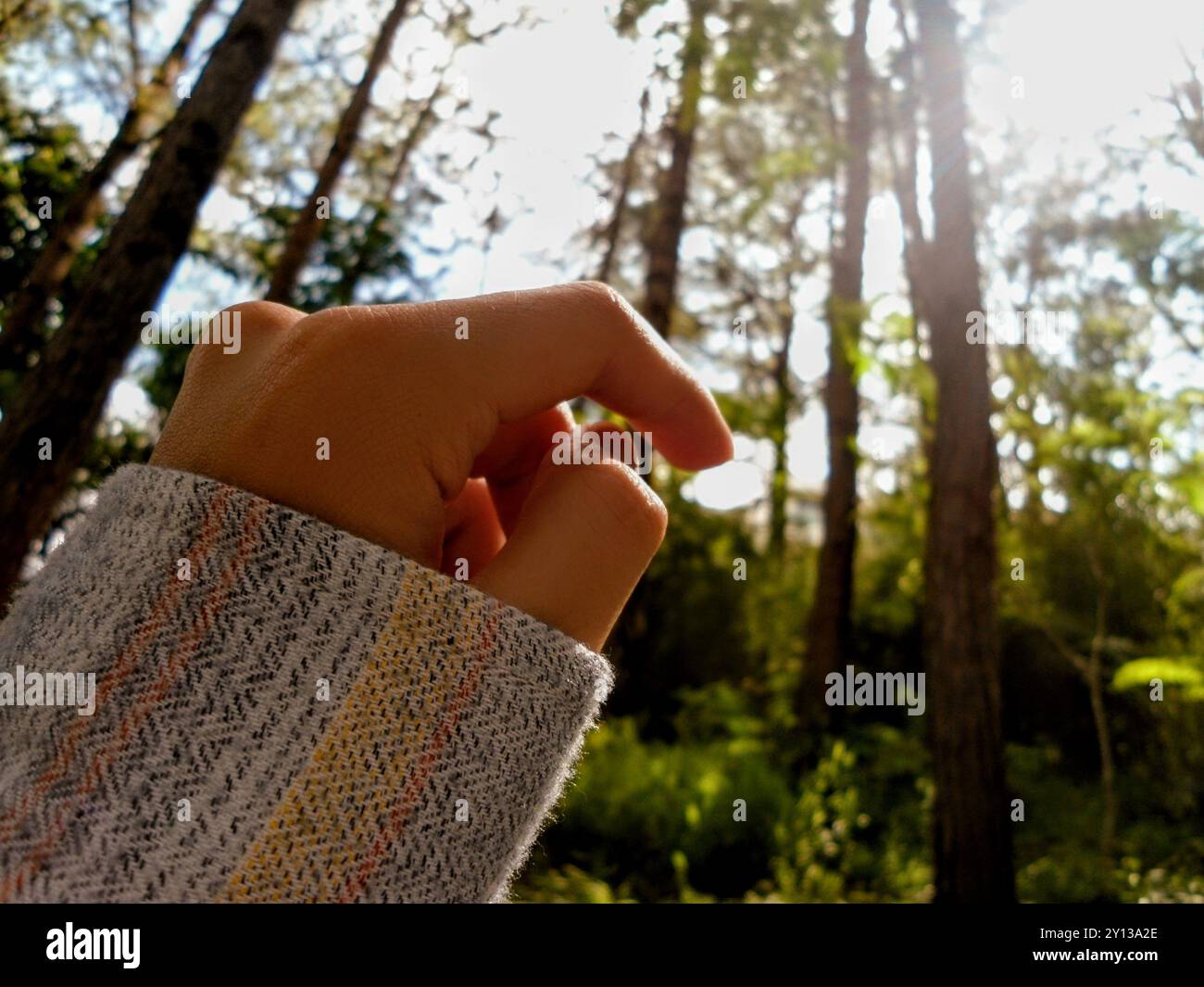 View inside of a pine forest Stock Photo