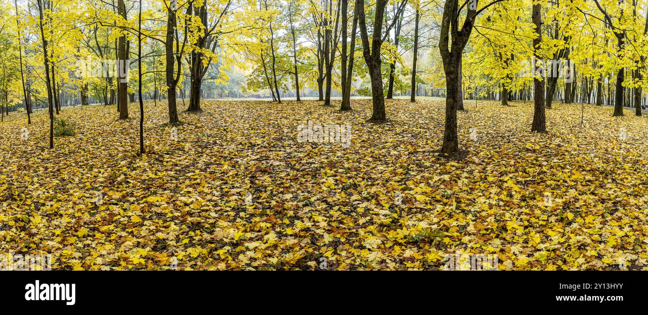 autumn in park. yellow trees and fallen dry orange foliage on ground ...