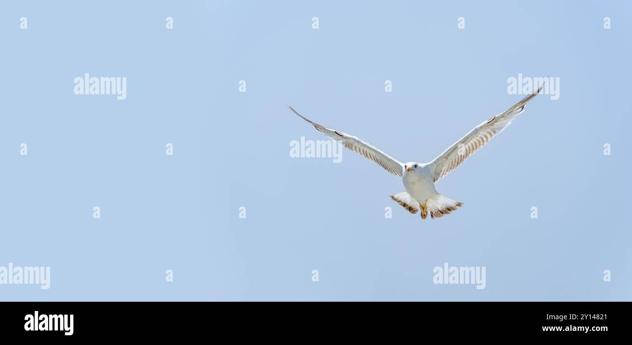 Seagull flying alone in blue sky looking at camera Stock Photo