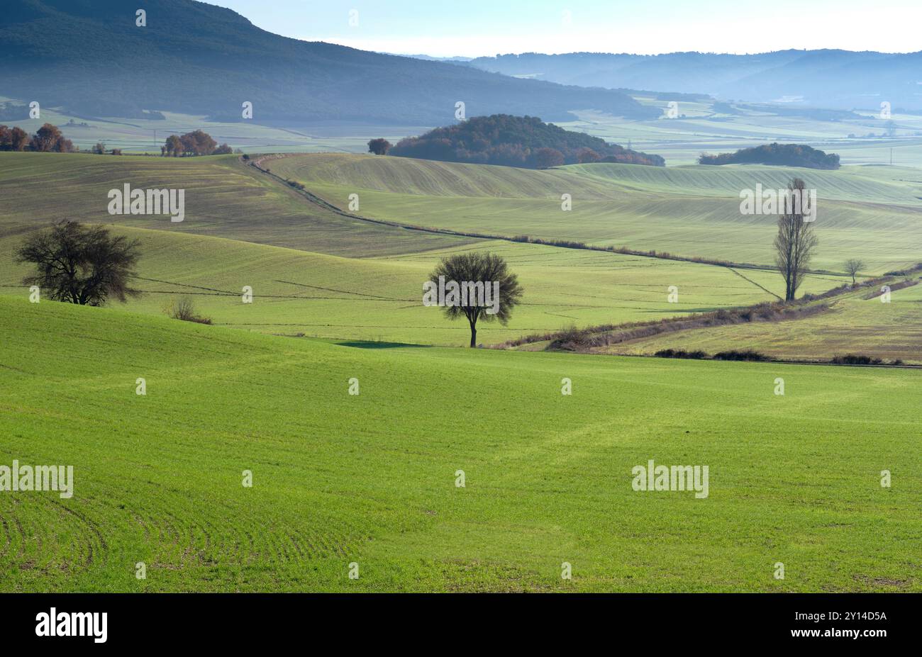 Trees tree fields field hi-res stock photography and images - Alamy