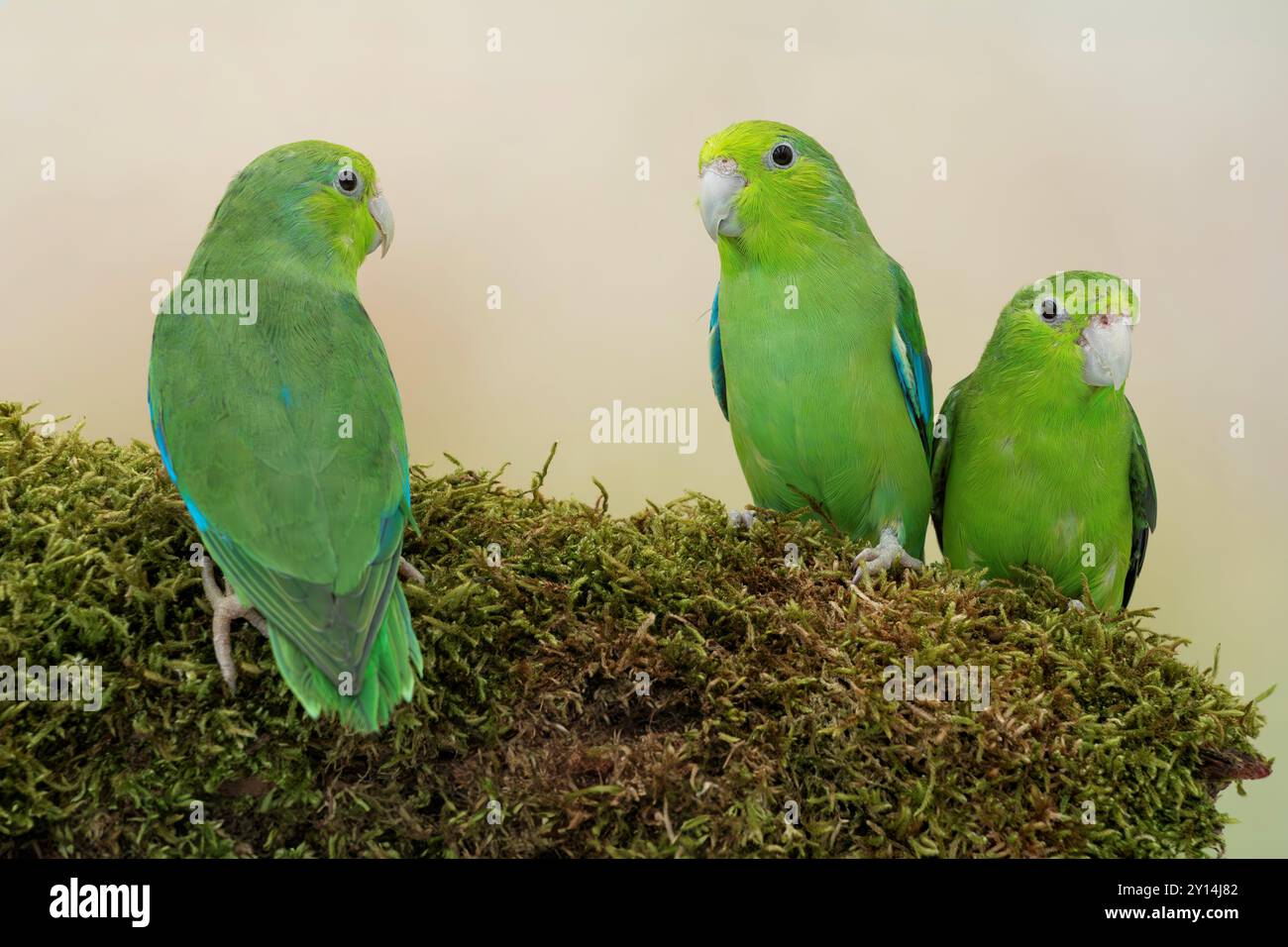 Photo inspiration: Picture Idea: Turquoise Rumped Parrotlet Hi Res Stock Photography And Images