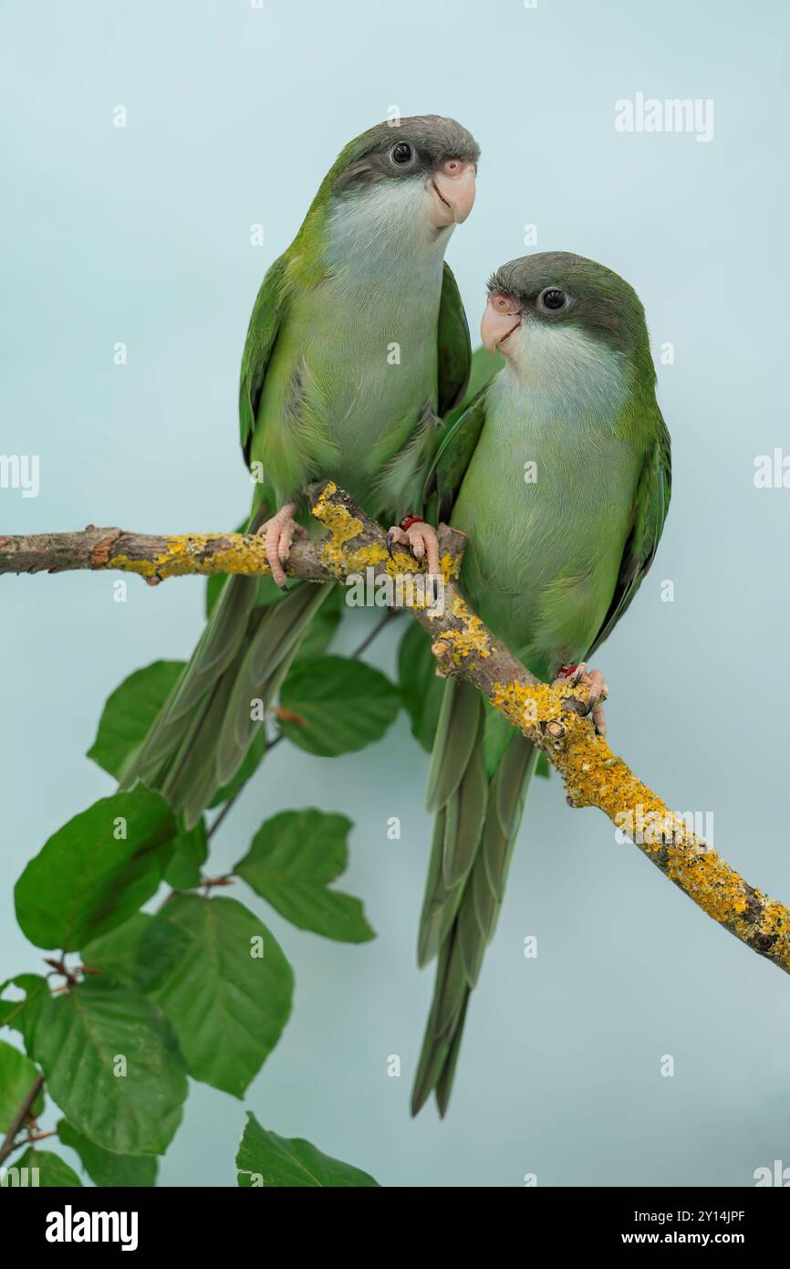 grey-hooded parakeet, Psilopsiagon aymara Stock Photo