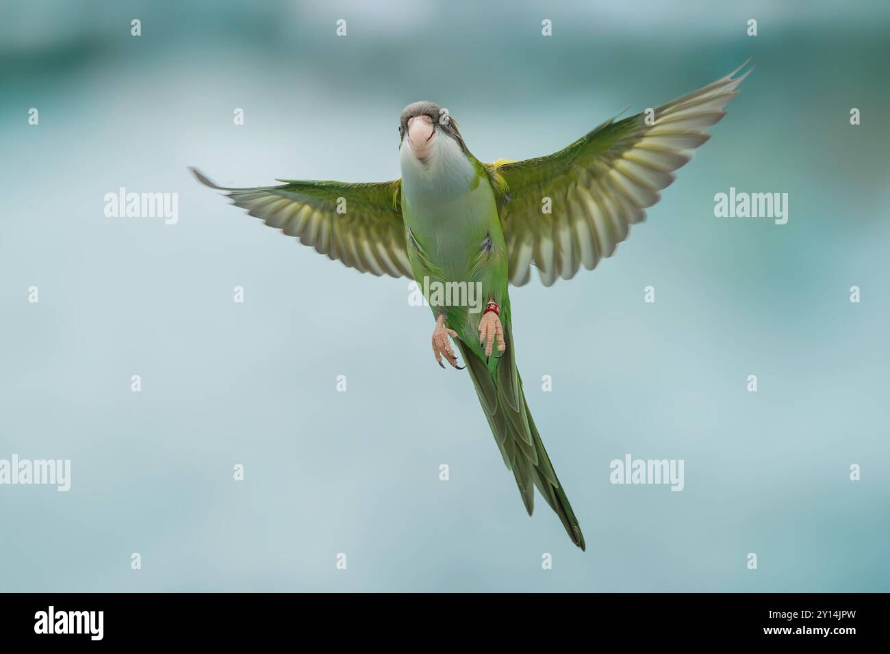 grey-hooded parakeet, Psilopsiagon aymara Stock Photo