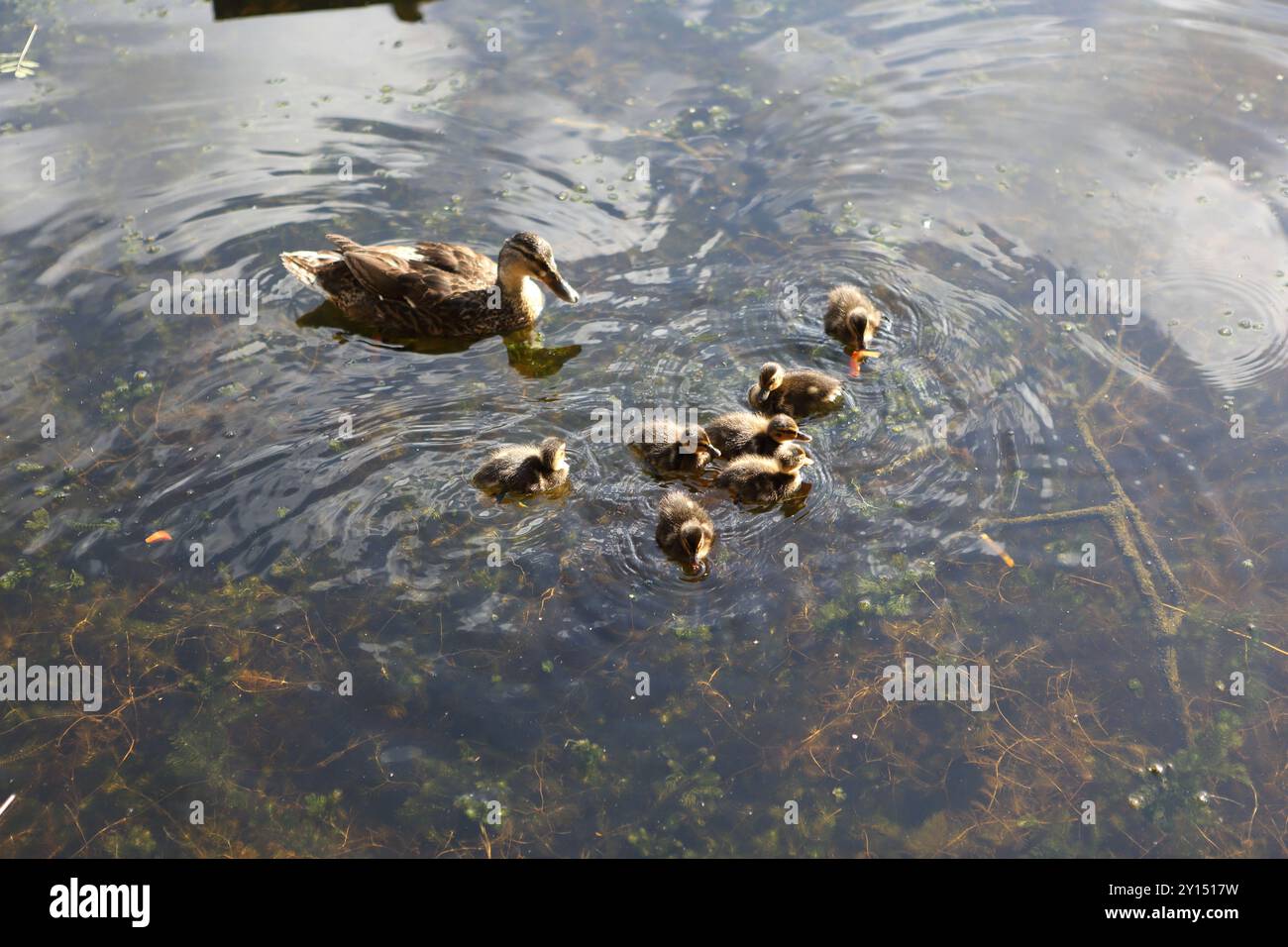 Duck and ducklings in canal water paddling concept siblings offspring ...