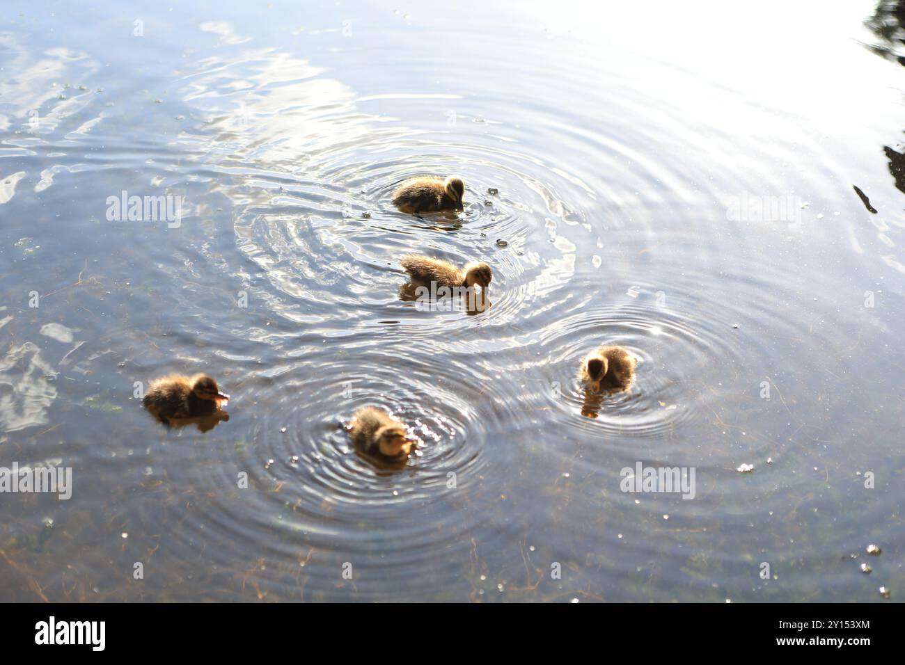 Ducklings in canal water paddling concept siblings offspring nature ...