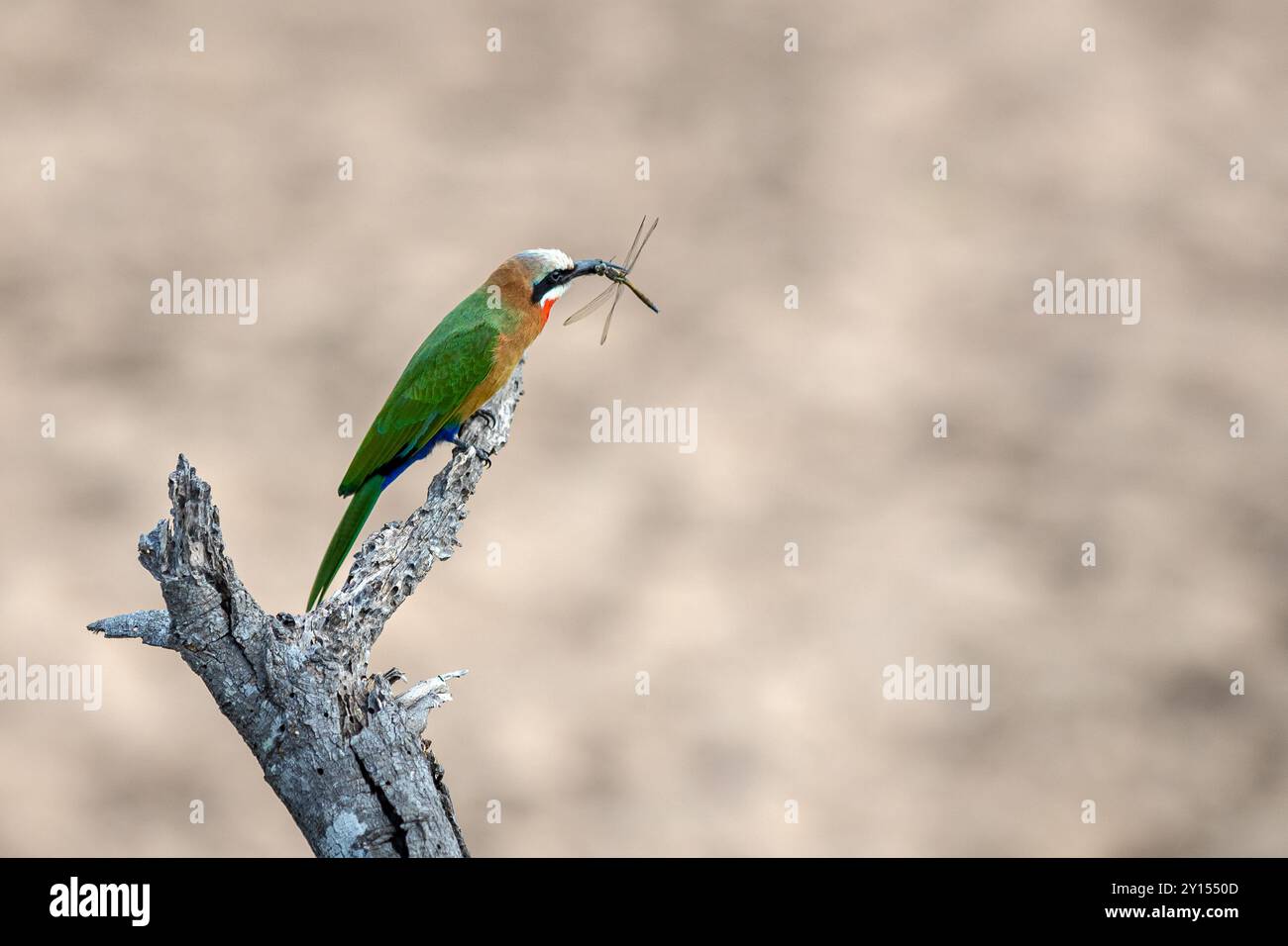 South Africa, Kruger National Park, White-fronted Bee-eater (Merops bullockoides) with a dragonfly Stock Photo