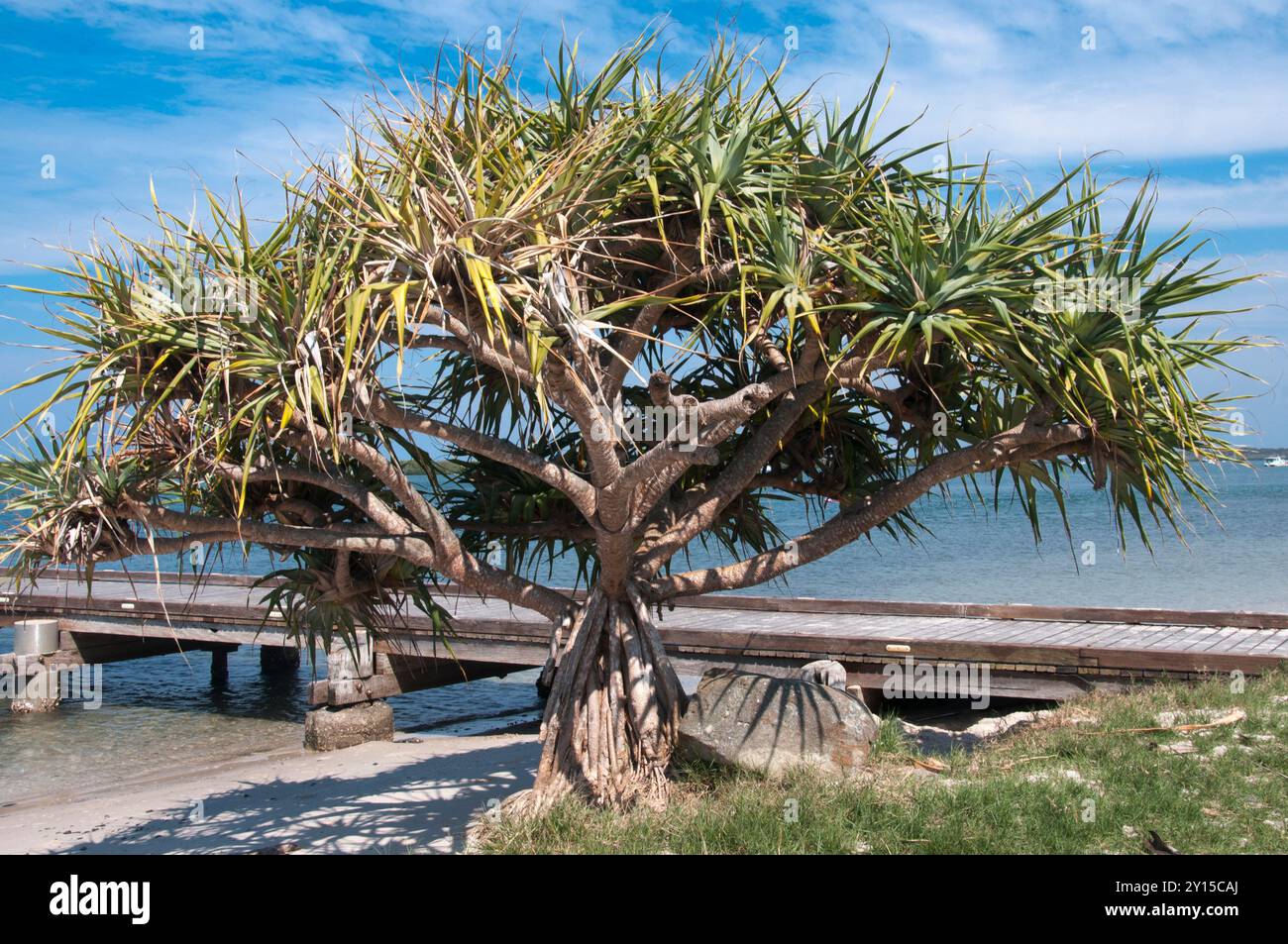 Pandanus palm, Pandanus pedunculatus or screw pine, flourishes along the shoreline at Caloundra, Sunshine Coastl, Queensland, Australia Stock Photo