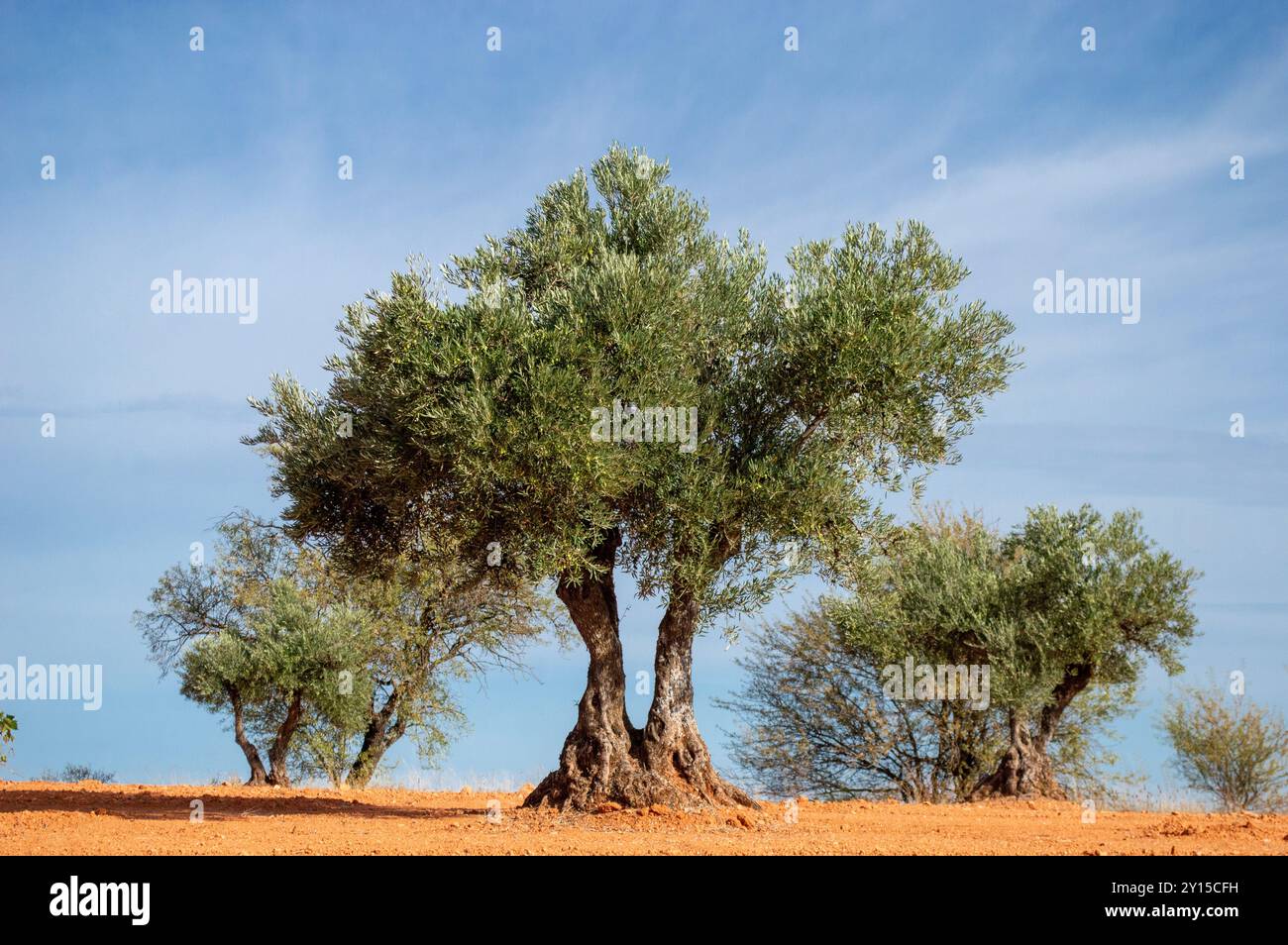 Centennial olive tree in Mediterranean olive grove in Spain. Stock Photo