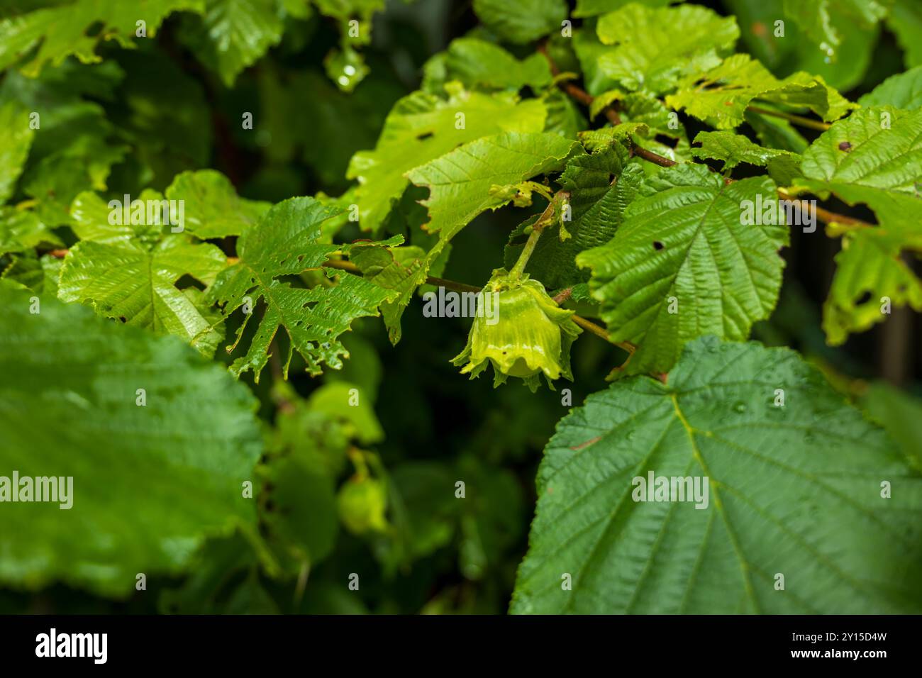 Young unripe hazelnuts on tree branches closeup. Stock Photo