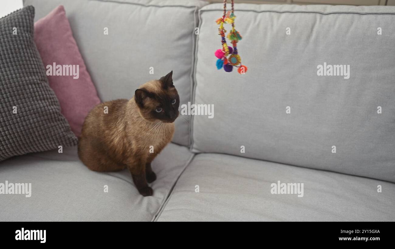 A siamese cat sits on a gray sofa with pink and gray pillows and a colorful toy in a modern living room. Stock Photo