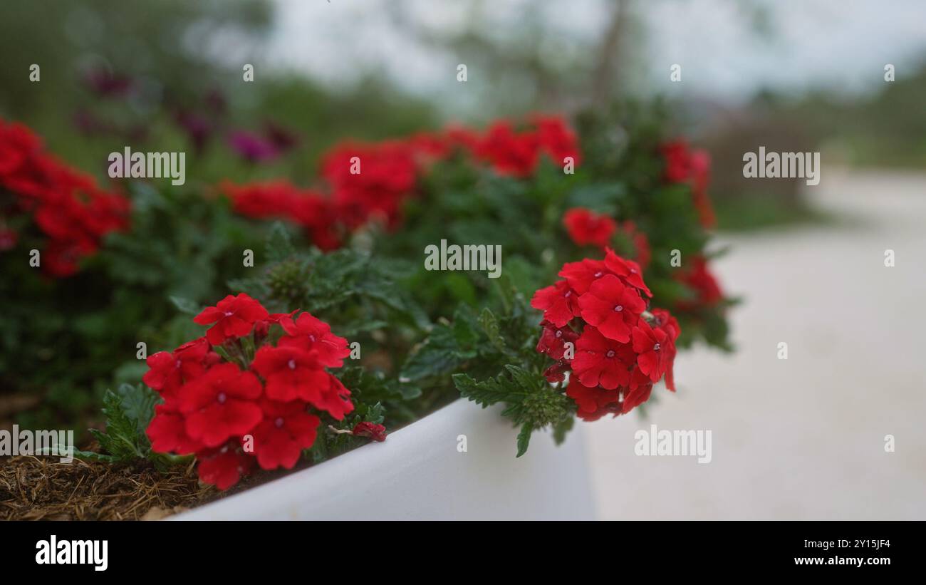 Verbena perennial in pot hi-res stock photography and images - Alamy