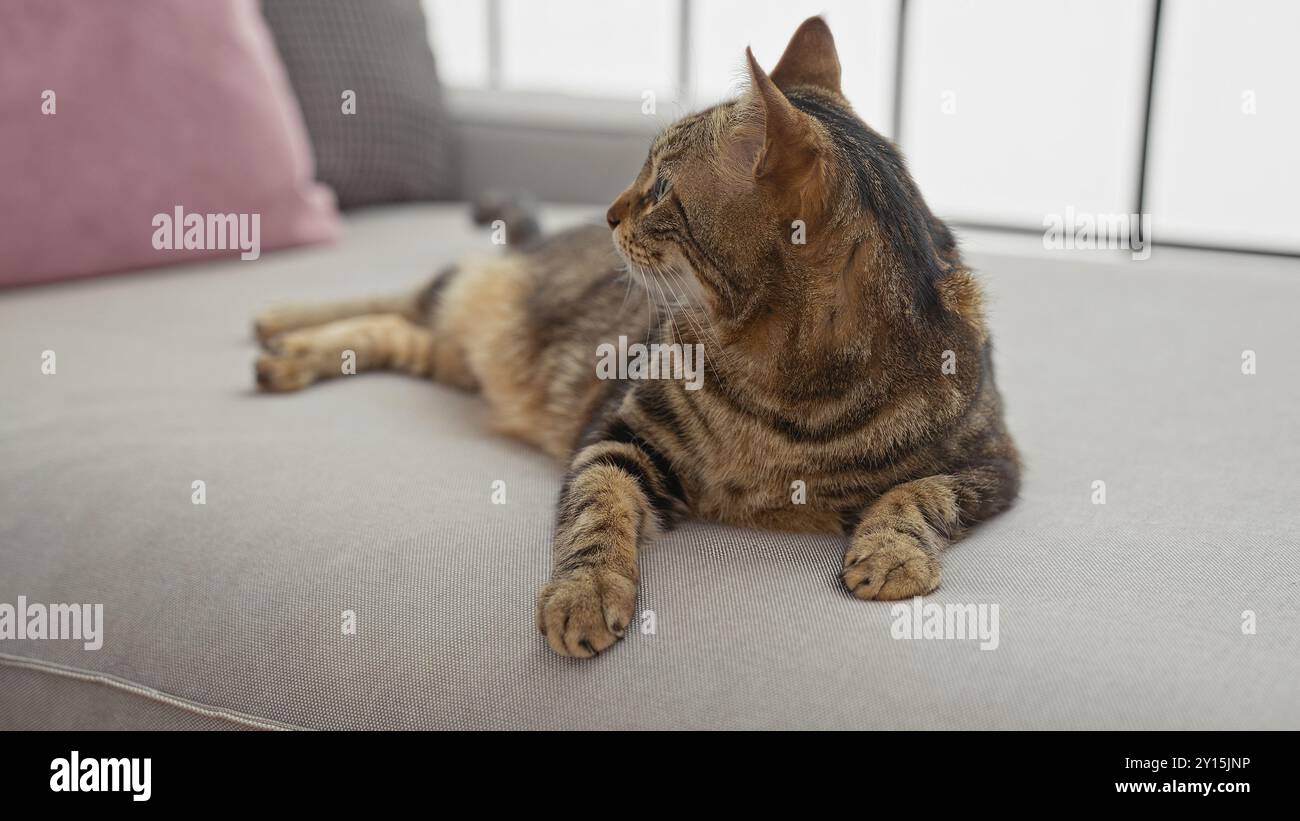 A relaxed cat lounges on a comfortable indoor sofa in a cozy home ...