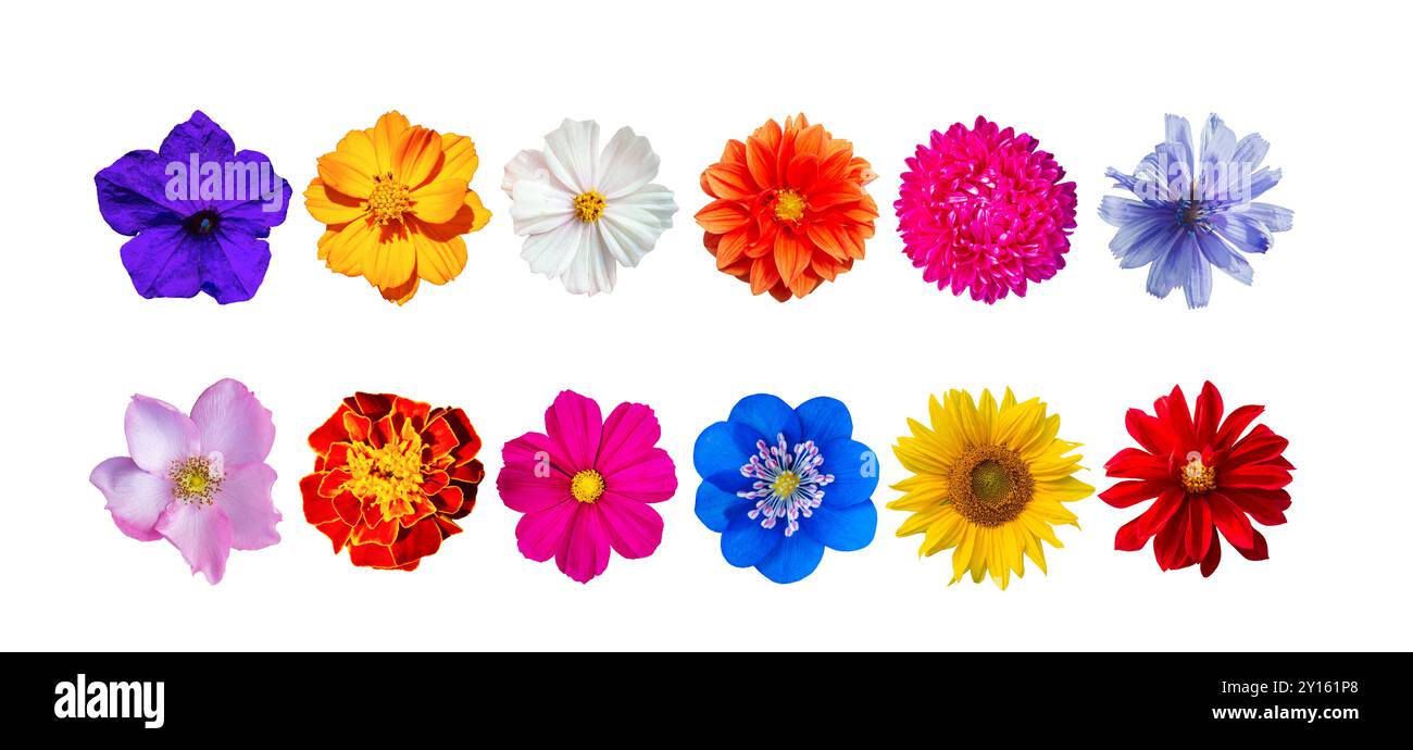 Set of beautiful summer garden flowers isolated on white background ...