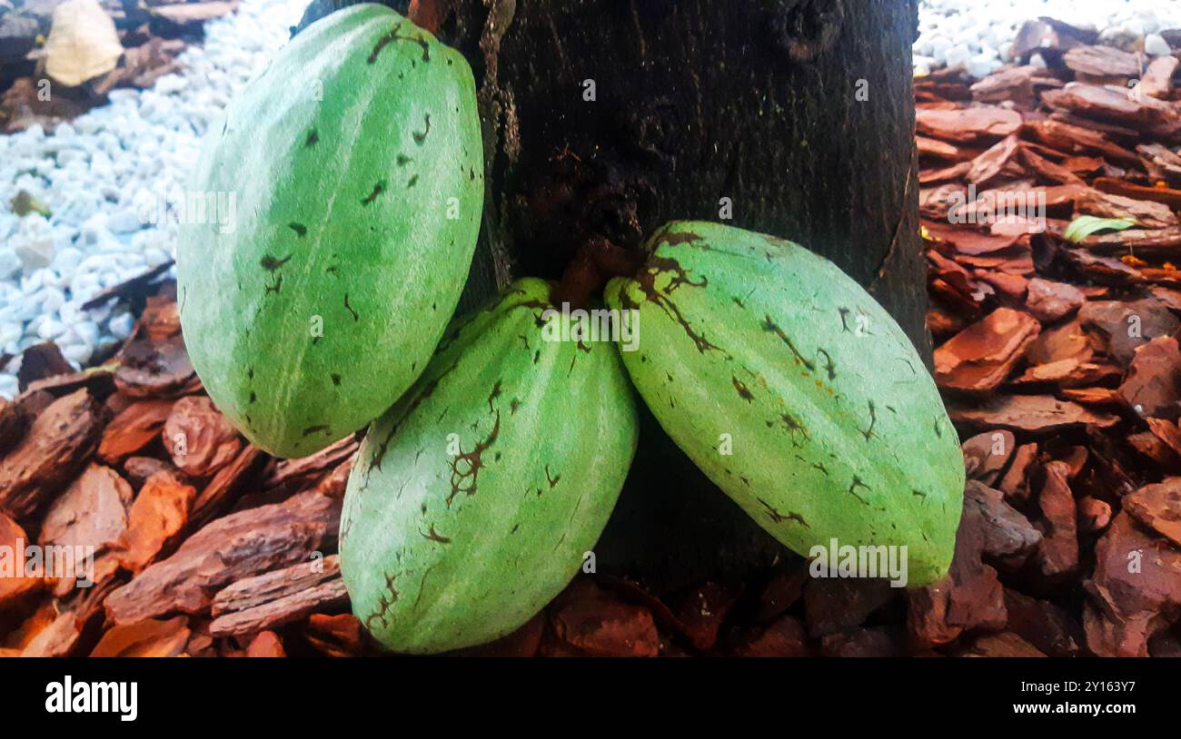 Some cocoa on its tree. Front view Stock Photo - Alamy