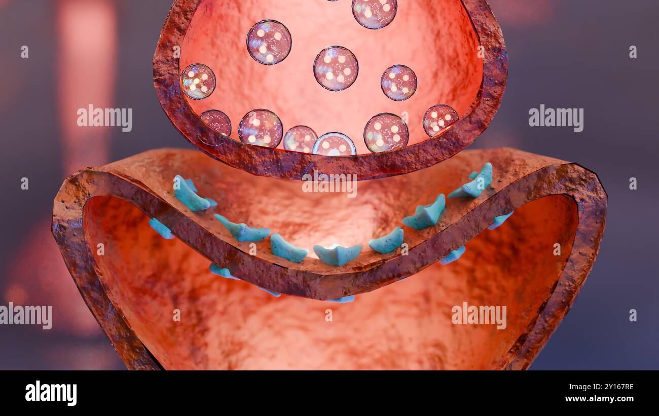 Muscarinic Acetylcholine receptors, muscle fiber sarcolemma, neurotransmitter or neuromuscular junction, cycle of ACH release in Myasthenia gravis, No Stock Photo