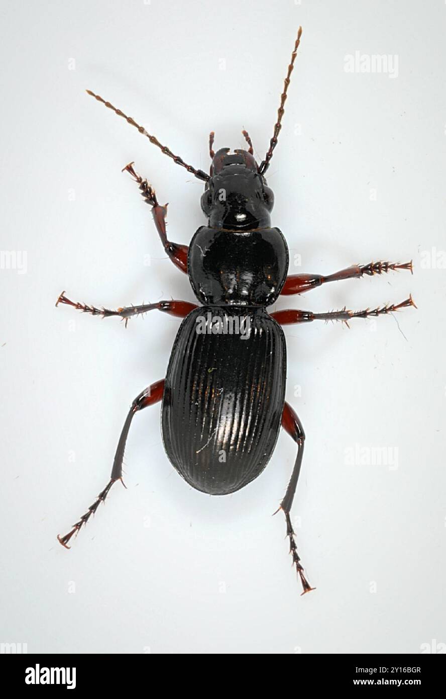 Clock Insect Black Clock (Pterostichus madidus) Insecta Stock Photo - Alamy