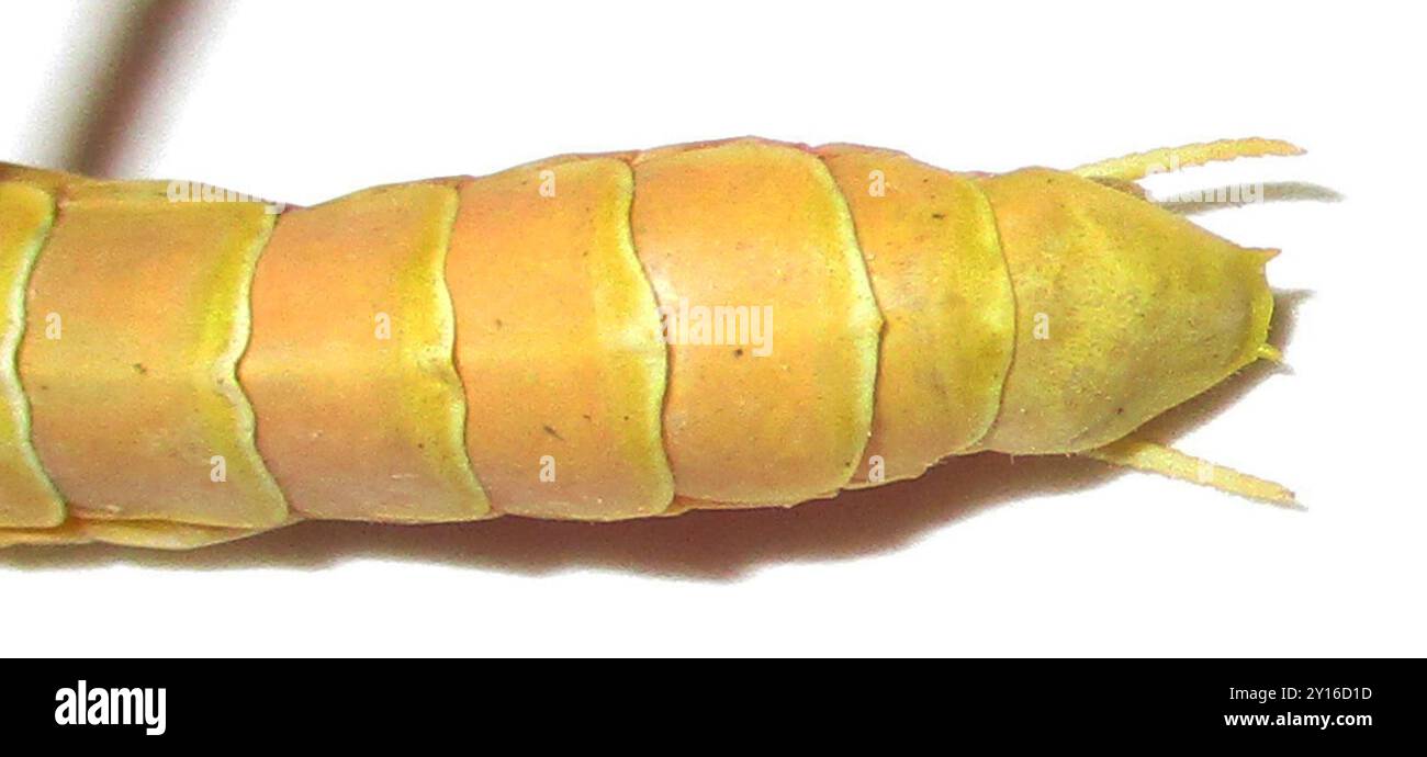 Zabre Insecte Zebra Mantis (Omomantis zebrata) Insecta Stock Photo - Alamy