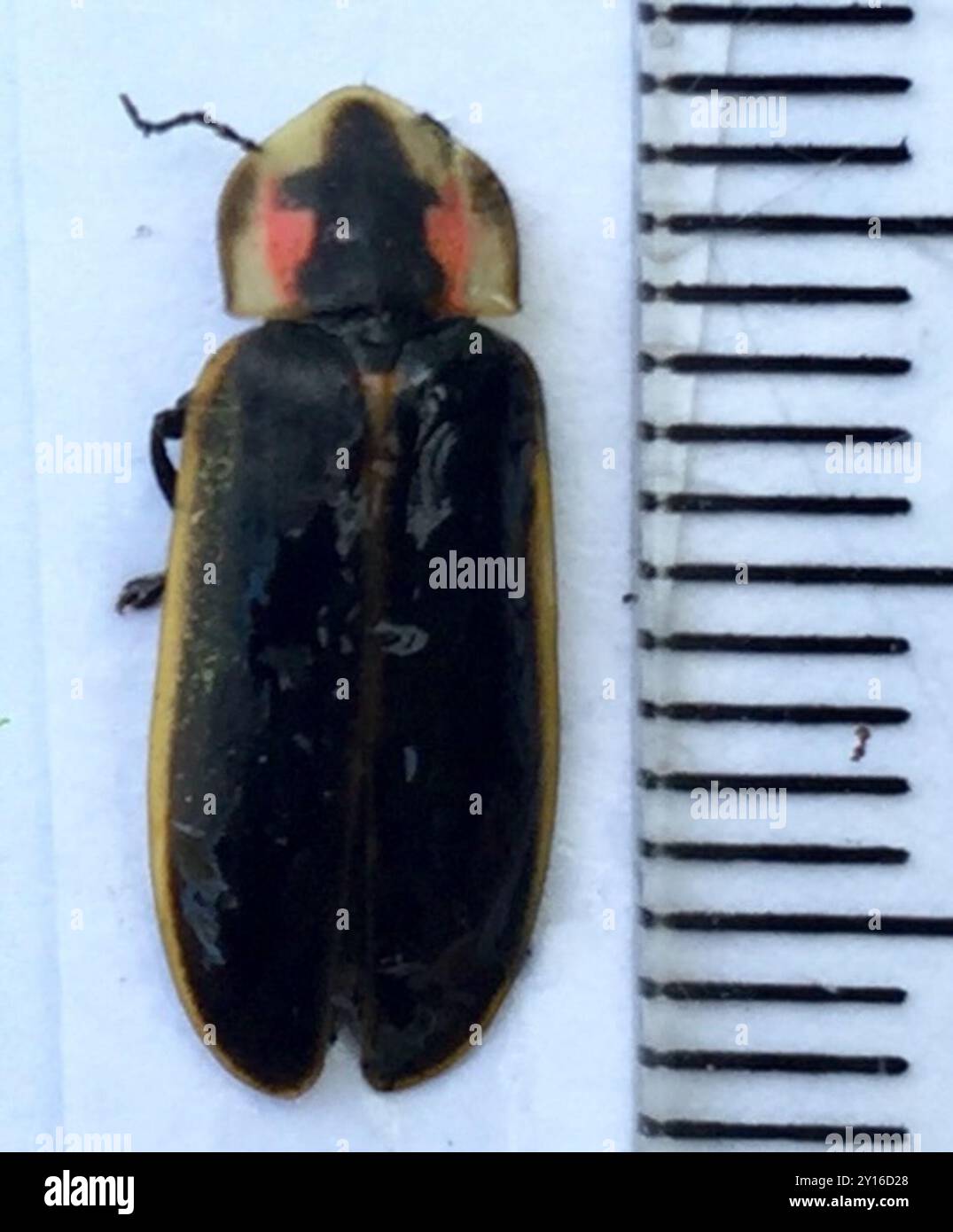 Spring Tree-Top Flasher (Pyractomena borealis) Insecta Stock Photo - Alamy