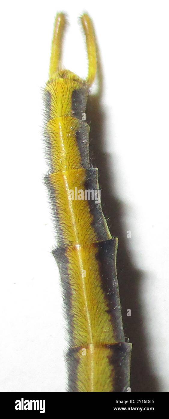 Dotted Veld Antlion (Palpares sobrinus) Insecta Stock Photo - Alamy