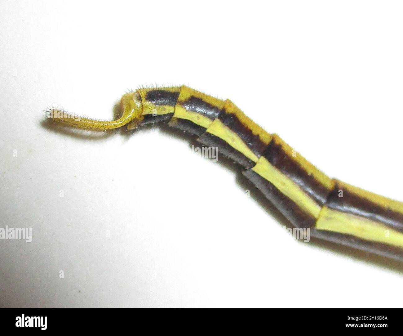 Dotted Veld Antlion (Palpares sobrinus) Insecta Stock Photo Alamy