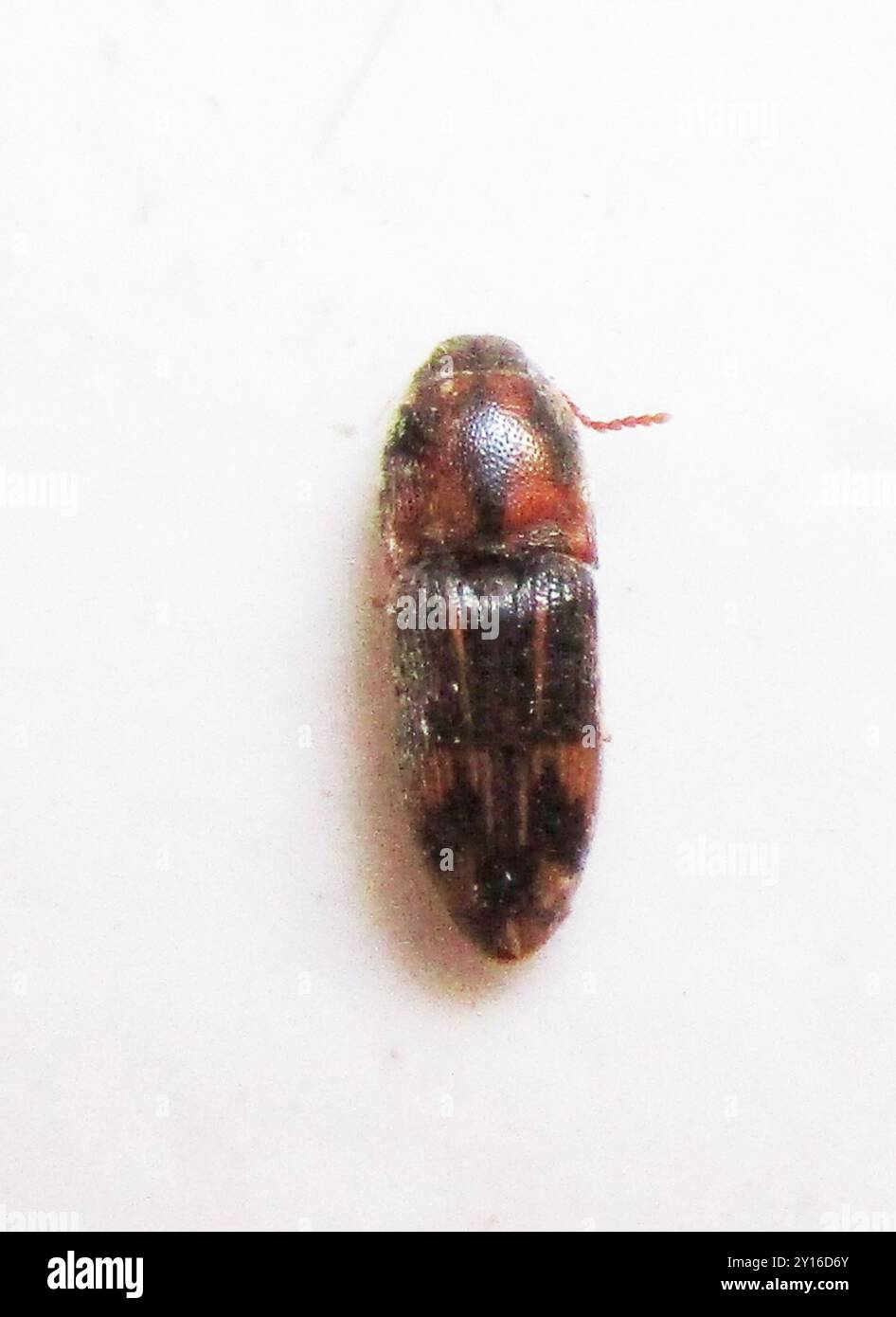 Click Beetles (Elateridae) Insecta Stock Photo - Alamy