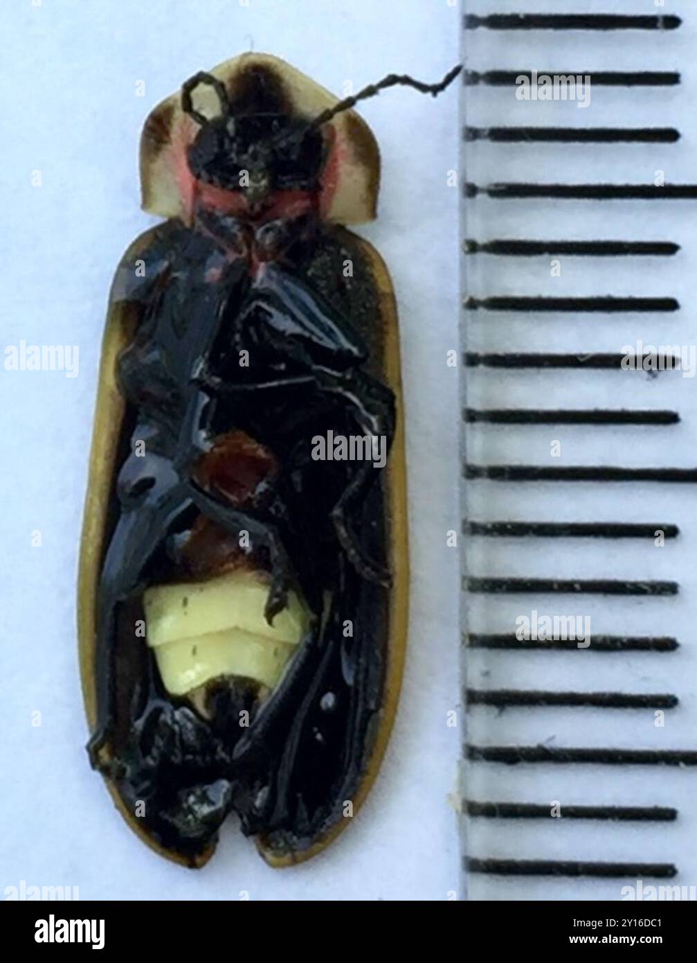 Spring Tree-Top Flasher (Pyractomena borealis) Insecta Stock Photo - Alamy